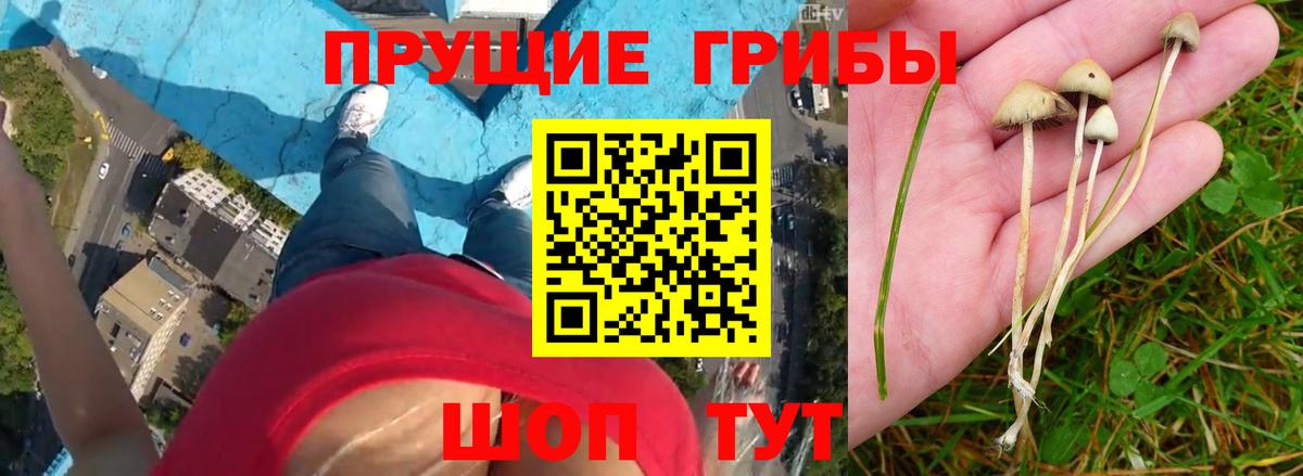 Назрань  Псилоцибиновые грибы Cubensis  Вход с VPN 